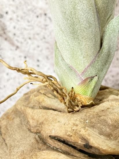 チランジア・ストレプトフィラ×キセログラフィカ Tillandsia