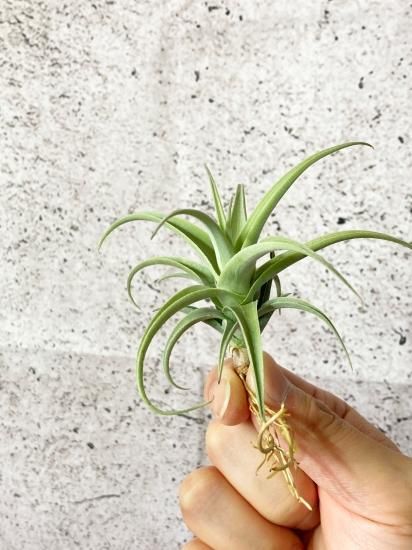 現品】チランジア・ストレプトカルパ・ファットボーイ T. streptocarpa