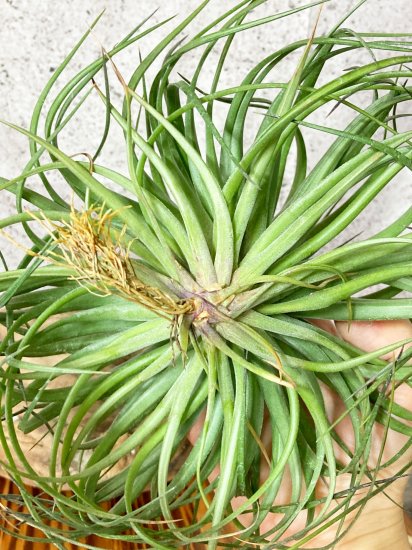 現品】チランジア・ストリクタ・カズンイット T. stricta Cousin It