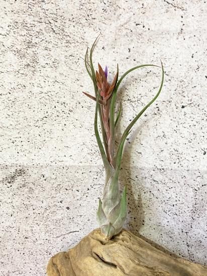 現品 花付き】チランジア・セレリアナ×カプトメデューサ