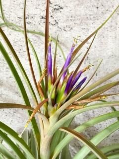 SALE商品 - Frontier Plants ONLINE STORE フロンティアプランツ