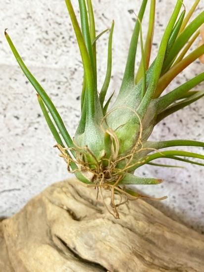 菫〉Tillandsia イオナンタ バンハイニンギー x ブルボーサ