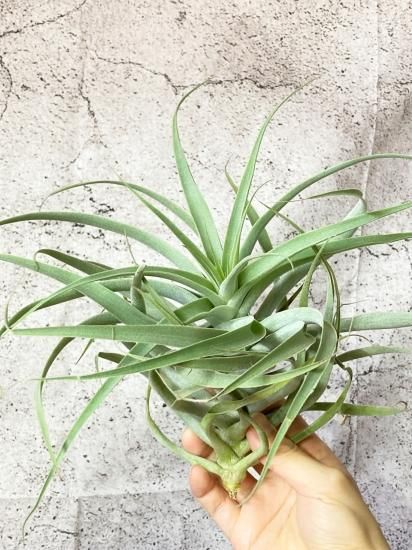 【SW6様】チランジア　カクティコラ チランジア・カクティコラ Tillandsia cacticola 育て方 図鑑