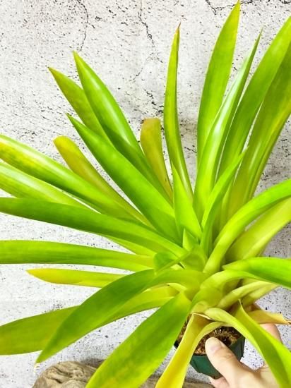 現品】チランジア・コンプラナータ Tillandsia complanata 現品】チランジア・コンプラナータ Tillandsia complanata