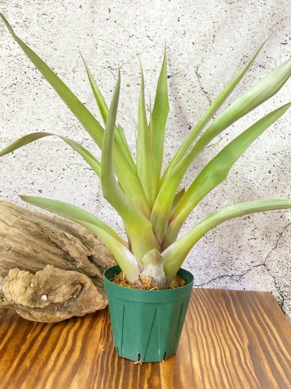 現品】チランジア・コンフェルティフローラ Tillandsia confertiflora【B】 - Frontier Plants ONLINE  STORE フロンティアプランツ オンラインストア