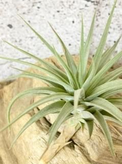 D.E.F - Frontier Plants ONLINE STORE フロンティアプランツ