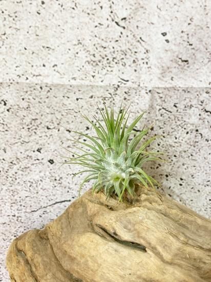 チランジア・イオナンタ・グアテマラ T. ionantha Guatemala