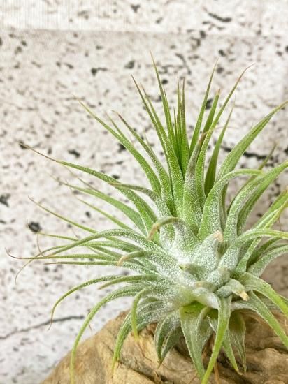 チランジア・イオナンタ・グアテマラ T. ionantha Guatemala