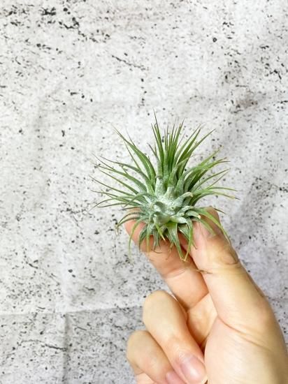 チランジア・イオナンタ・グアテマラ T. ionantha Guatemala