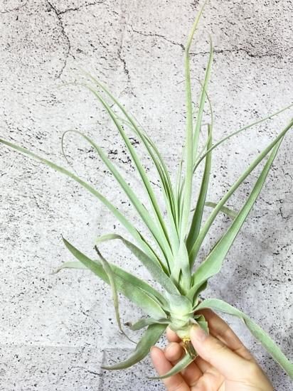 超希少❗️超絶特大❗️チランジア　ストラミネア　群生✨ チランジア ストラミネア × マレモンティ【735】 | PROTOLEAF プロトリーフ