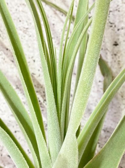 現品】チランジア・ストラミネア・ディープパープル T. straminea Deep