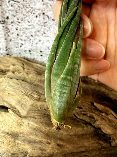 現品】チランジア・スブリフェラ T. subulifera【A】 - Frontier