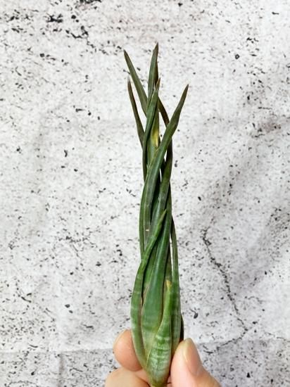 希少種スブリフェラ Tillandsia subulifera(チランジア) 現品】チランジア・スブリフェラ T. subulifera【A】 - Frontier