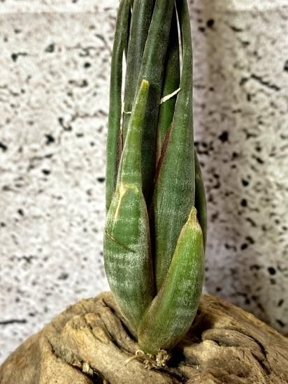 希少種スブリフェラ Tillandsia subulifera(チランジア) 現品】チランジア・スブリフェラ T. subulifera【A】 - Frontier