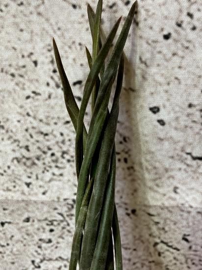 現品】チランジア・スブリフェラ T. subulifera【A】 - Frontier