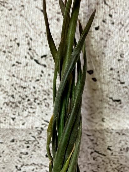希少種スブリフェラ Tillandsia subulifera(チランジア) 現品】チランジア・スブリフェラ T. subulifera【A】 - Frontier