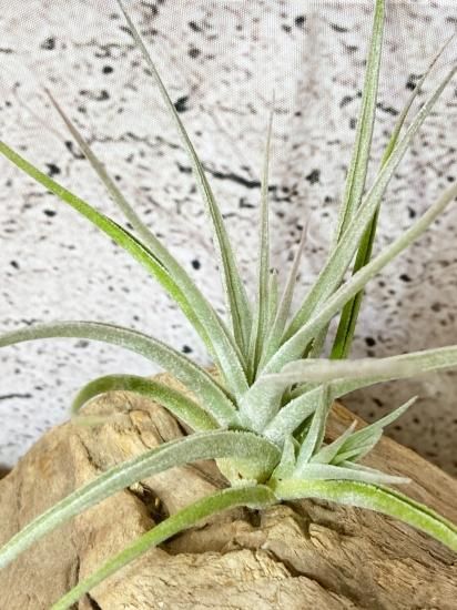 チランジア パチャラトロピカーナ チランジア パチャラトロピカーナ