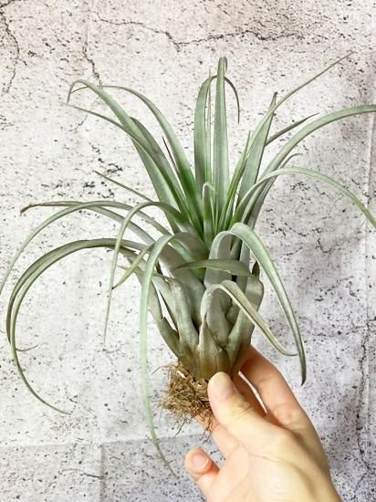 超特大　サカパネンシス サカパネンシス 18号 | air-plants TENGU-DO