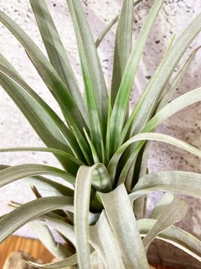 現品】チランジア・サカパネンシス T. zacapanensis【A