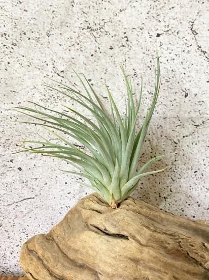 チランジア・シャンティリー T. Chantilly（T. stricta x T