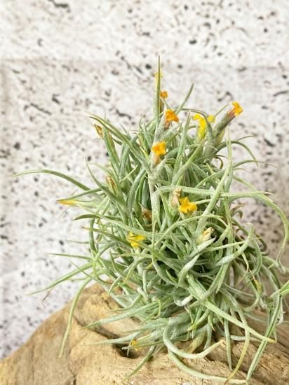 チランジア・クロカータ・トリスティス T. crocata var. Tristis