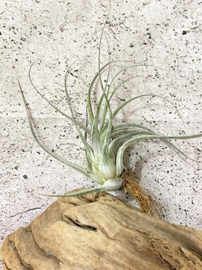 チランジア・エーレルシアナ T. ehlersiana - Frontier Plants チランジア・エーレルシアナ T. ehlersiana - Frontier Plants