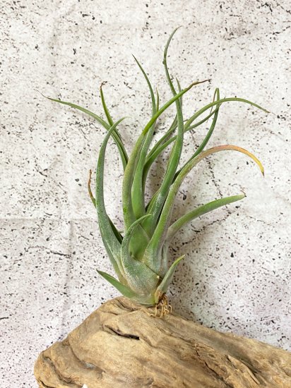 【現品】チランジア・エーレルシアナｘセレリアナ T. ehlersiana x seleriana - Frontier Plants ONLINE  STORE　フロンティアプランツ オンラインストア