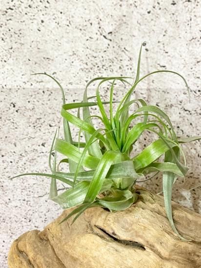 チランジア・ゲミニフローラ T. geminiflora - Frontier Plants ONLINE