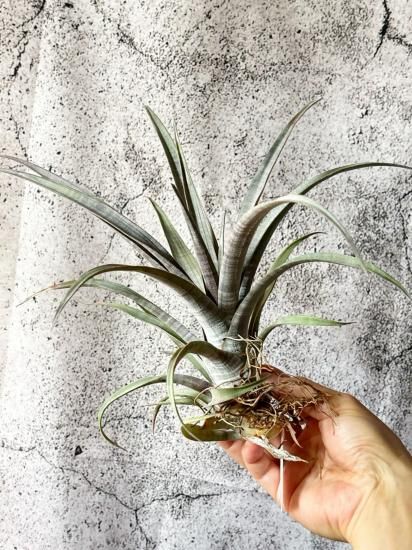 現品】チランジア・ヒルダエ T. hildae - Frontier Plants