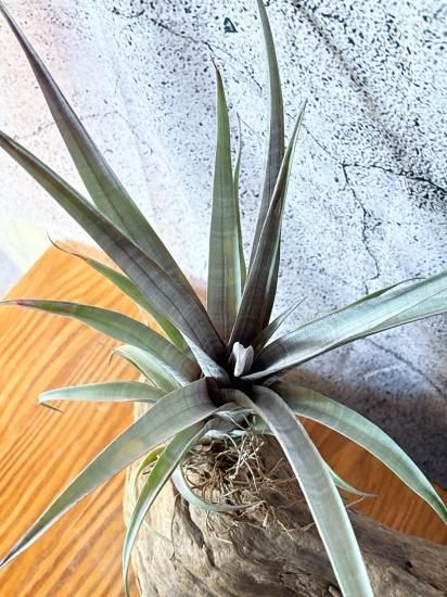 超希少❗️縞模様❗️サイズ特大❗️チランジア　ヒルダエ✨ 現品】チランジア・ヒルダエ T. hildae - Frontier Plants