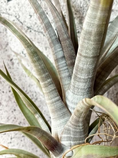 現品】チランジア・ヒルダエ T. hildae - Frontier Plants ONLINE