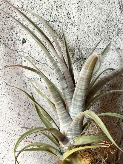 超希少❗️縞模様❗️サイズ特大❗️チランジア　ヒルダエ✨ 174143773_o6.jpg?
