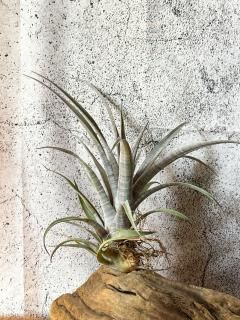 現品】チランジア・ヒルダエ T. hildae - Frontier Plants