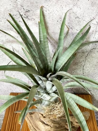 現品】チランジア・ヒルダエ（標本） T. hildae （Specimen