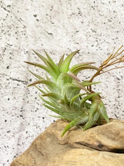 チランジア・イオナンタ・バンハイニンギー T. ionantha var