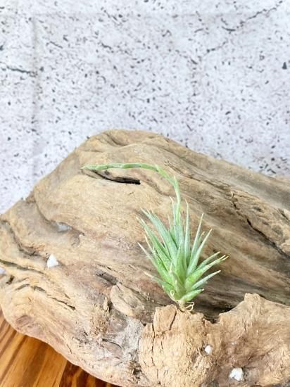 花付き】チランジア・ロリアセア T. loliacea - Frontier Plants