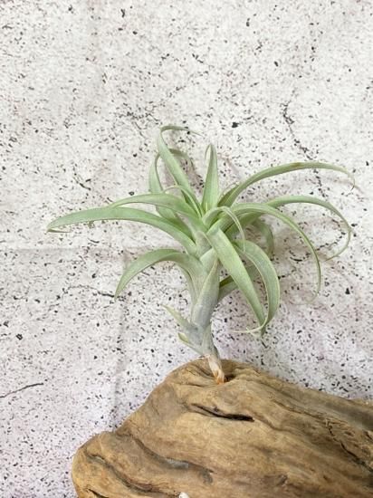 Tillandsia Curly Fatso チランジア カーリーファッツォ ラスト1