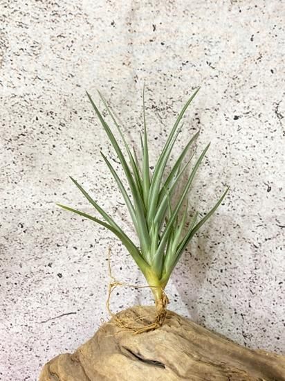 チランジア Aztec Flame チランジア Aztec Flame 【公式通販】