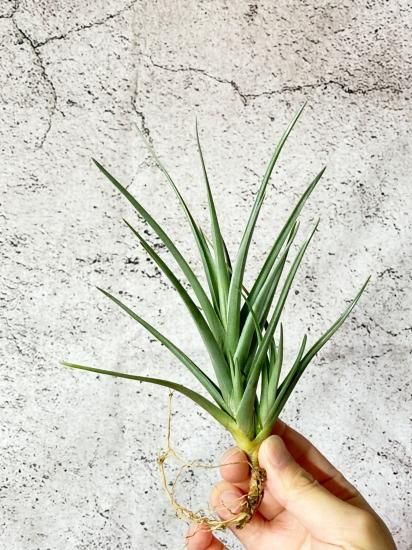 チランジア・ミスティックフレーム T. Mystic Flame (T. albertiana X