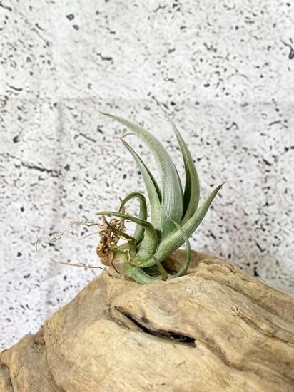 チランジア・クシフィオイデス T. xiphioides - Frontier Plants