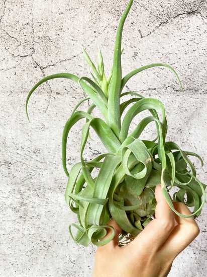 現品 花付き】チランジア・ストレプトフィラ・ベリーズ T. streptophylla Belize - Frontier Plants ONLINE  STORE フロンティアプランツ オンラインストア