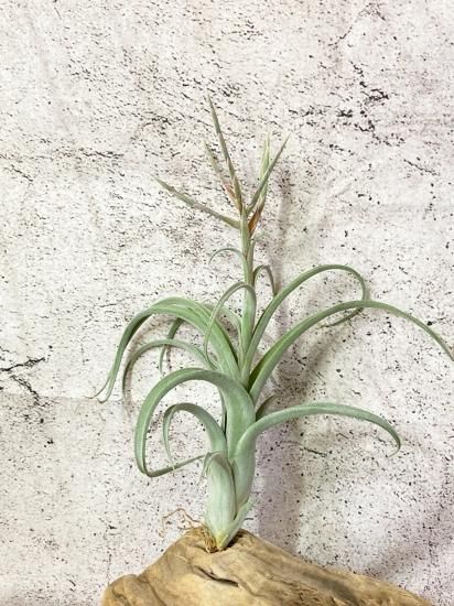 現品 花付き】チランジア・パウシフォリア・スノーホワイト 現品 花付き】チランジア・パウシフォリア・スノーホワイト