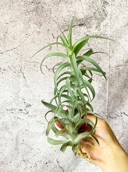 【SW6様】チランジア　カクティコラ チランジア カクティコラ グローウィングフォーム① SW6様】チランジア