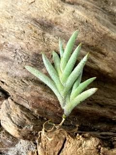 ディアフォランテマ亜属 - Frontier Plants ONLINE STORE ディアフォランテマ亜属 - Frontier Plants ONLINE STORE