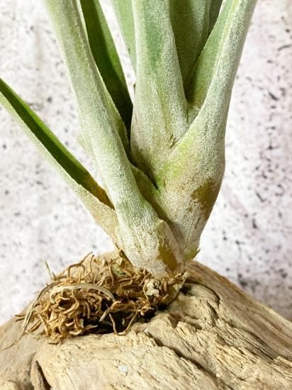 現品】チランジア・コパネンシス×サカパネンシス T. copanensis x