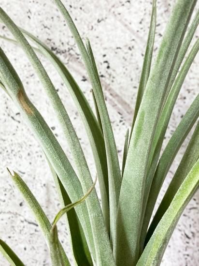 現品】チランジア・コパネンシス×サカパネンシス T. copanensis x