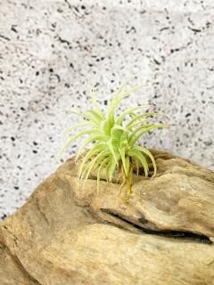 Frontier Plants ONLINE STORE フロンティアプランツ オンライン Frontier Plants ONLINE STORE フロンティアプランツ オンライン