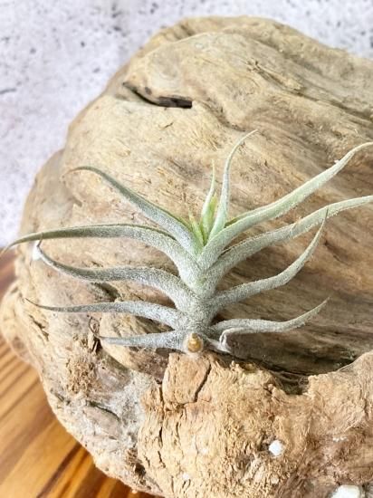 現品】チランジア・ギリエシー（ギリーシー）・ミノールペルー T