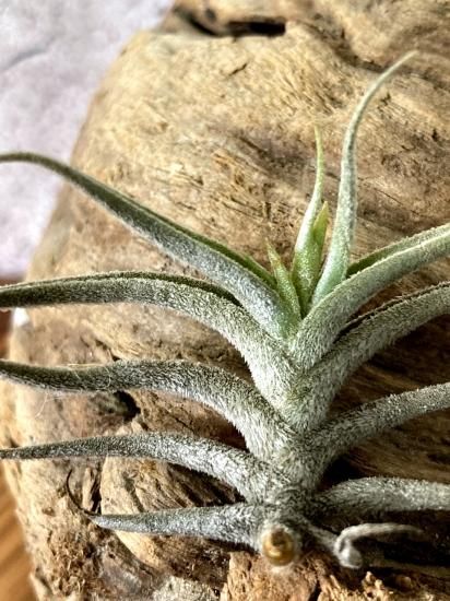 現品】チランジア・ギリエシー（ギリーシー）・ミノールペルー T