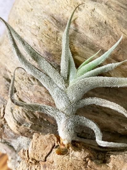 Tillandsia ギリエシー③